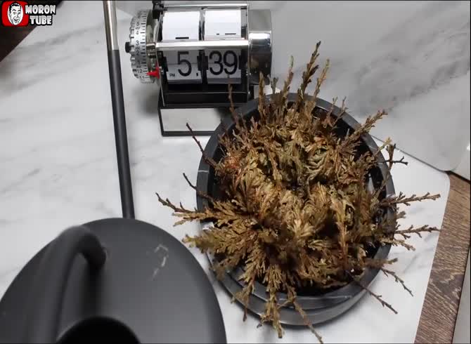 Video :A guy revives a plant that has been declared dead
